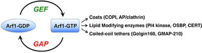 Activators and Effectors of the Small G Protein Arf1 in Regulation of Golgi Dynamics During the Cell Division Cycle